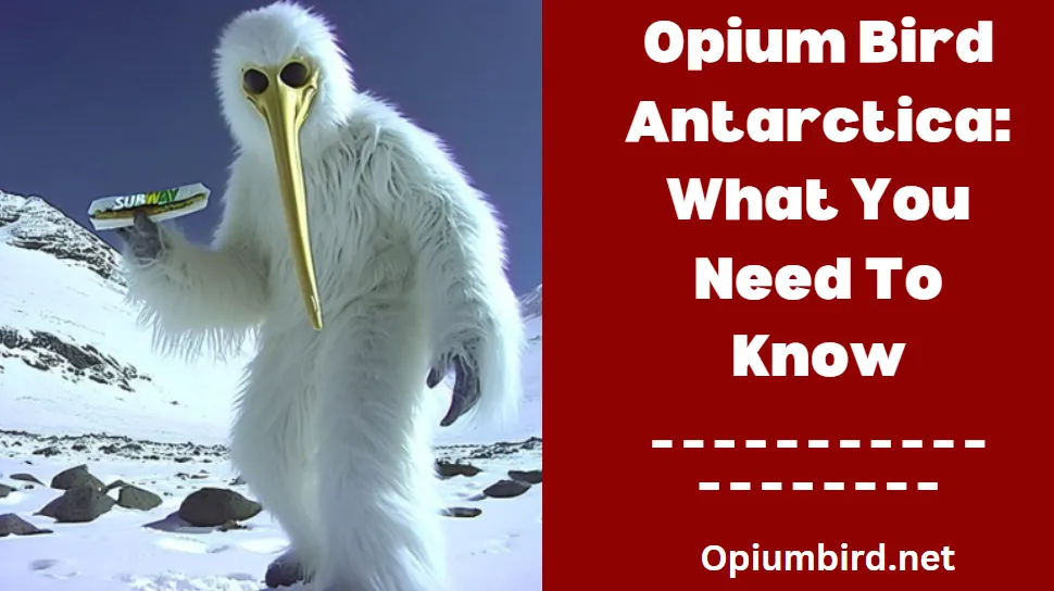 Opium Bird Antarctica What You Need To Know